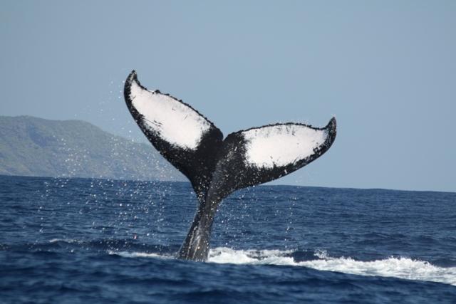 Résultat de recherche d'images pour "queue baleine à bosse"