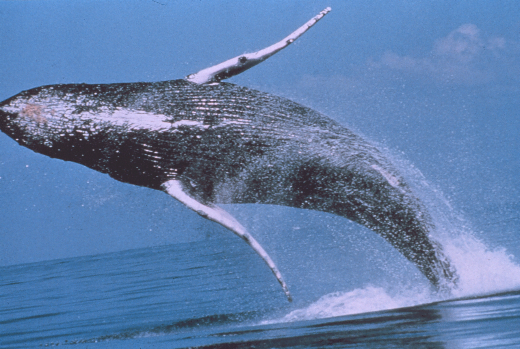 Baleine à bosse - saut spectaculaire