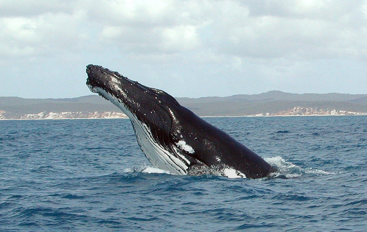 Baleine à bosse - saut