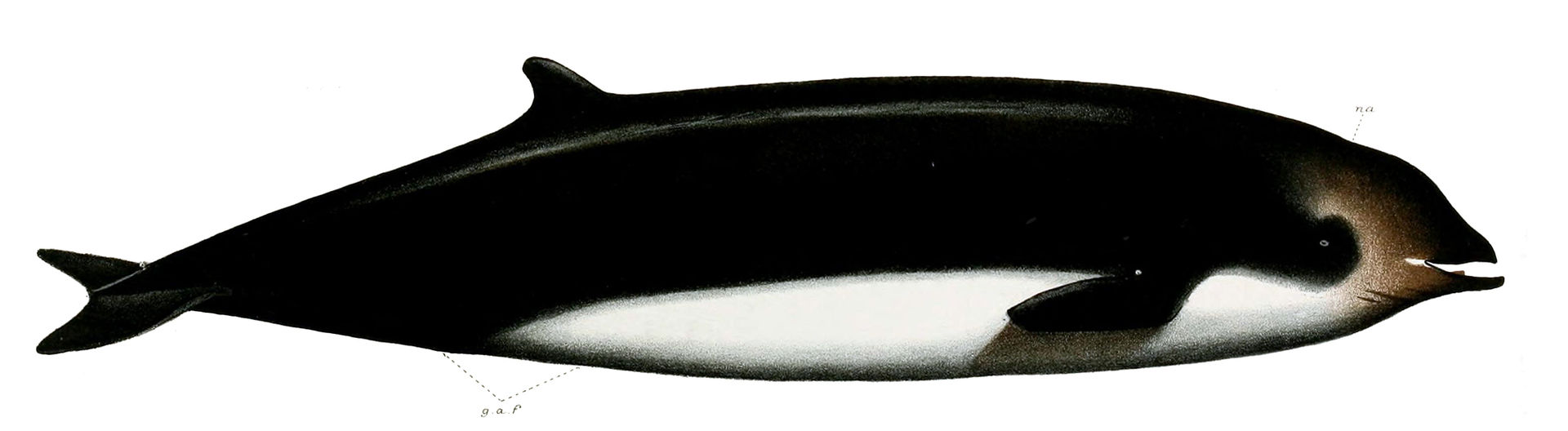 Baleine de Cuvier - illustration