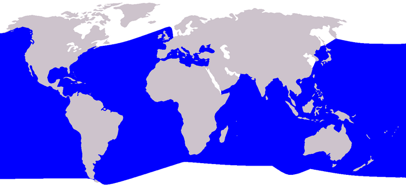 Baleine de Cuvier - répartition mondiale