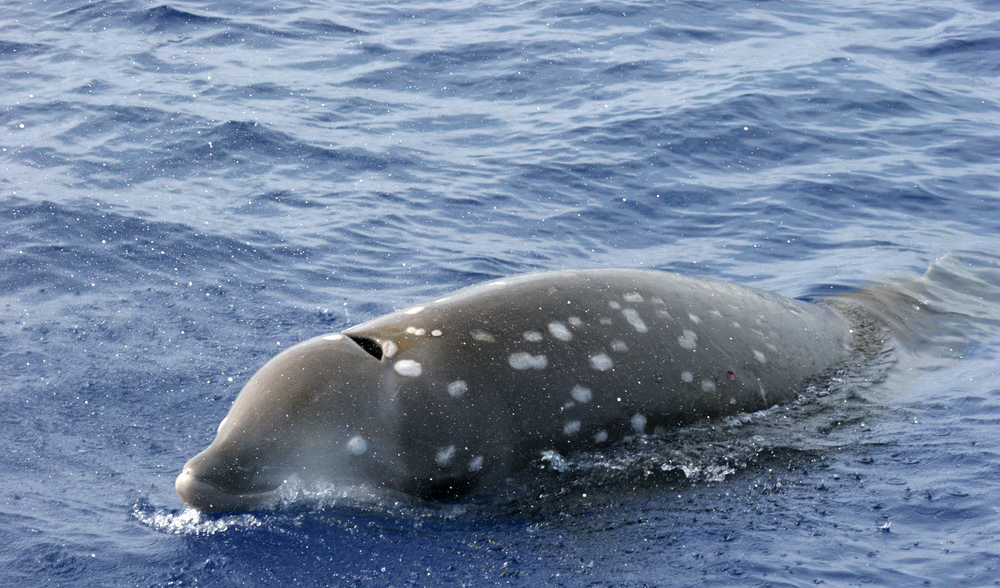 Baleine de Cuvier