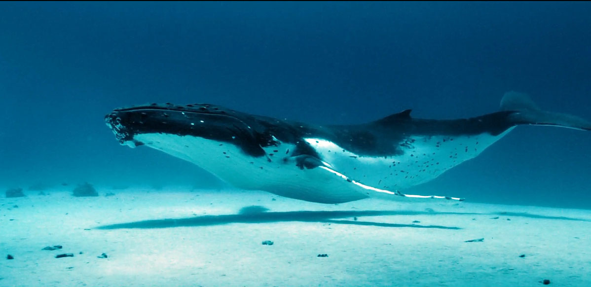 images-de-baleine
