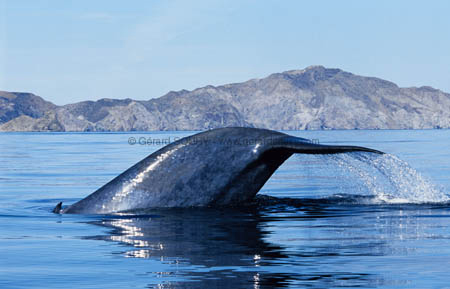 Baleine bleue - queue