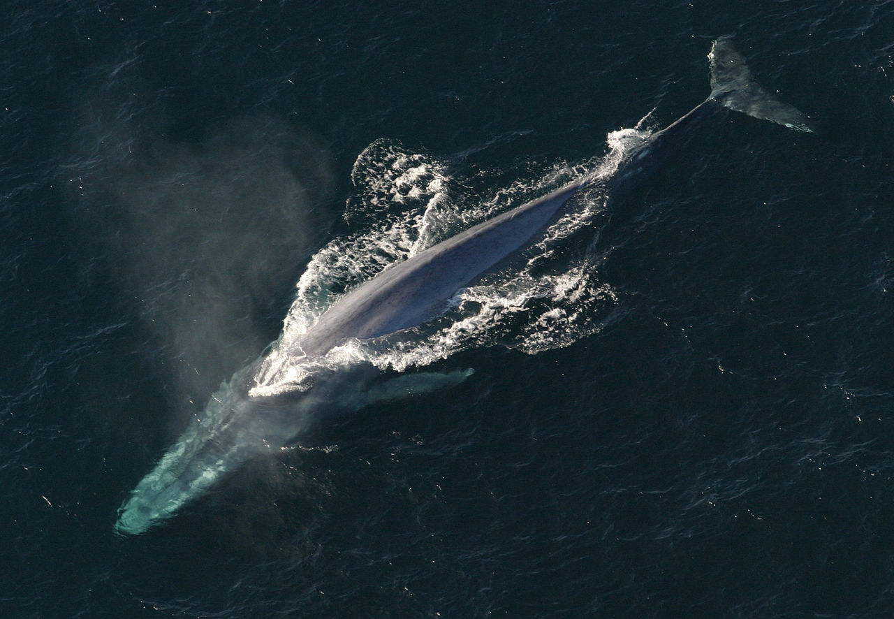 Baleine bleue vue de haut