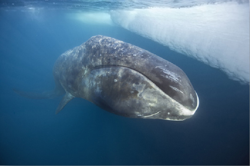 baleine boreale