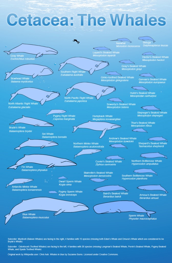 Infographie baleines