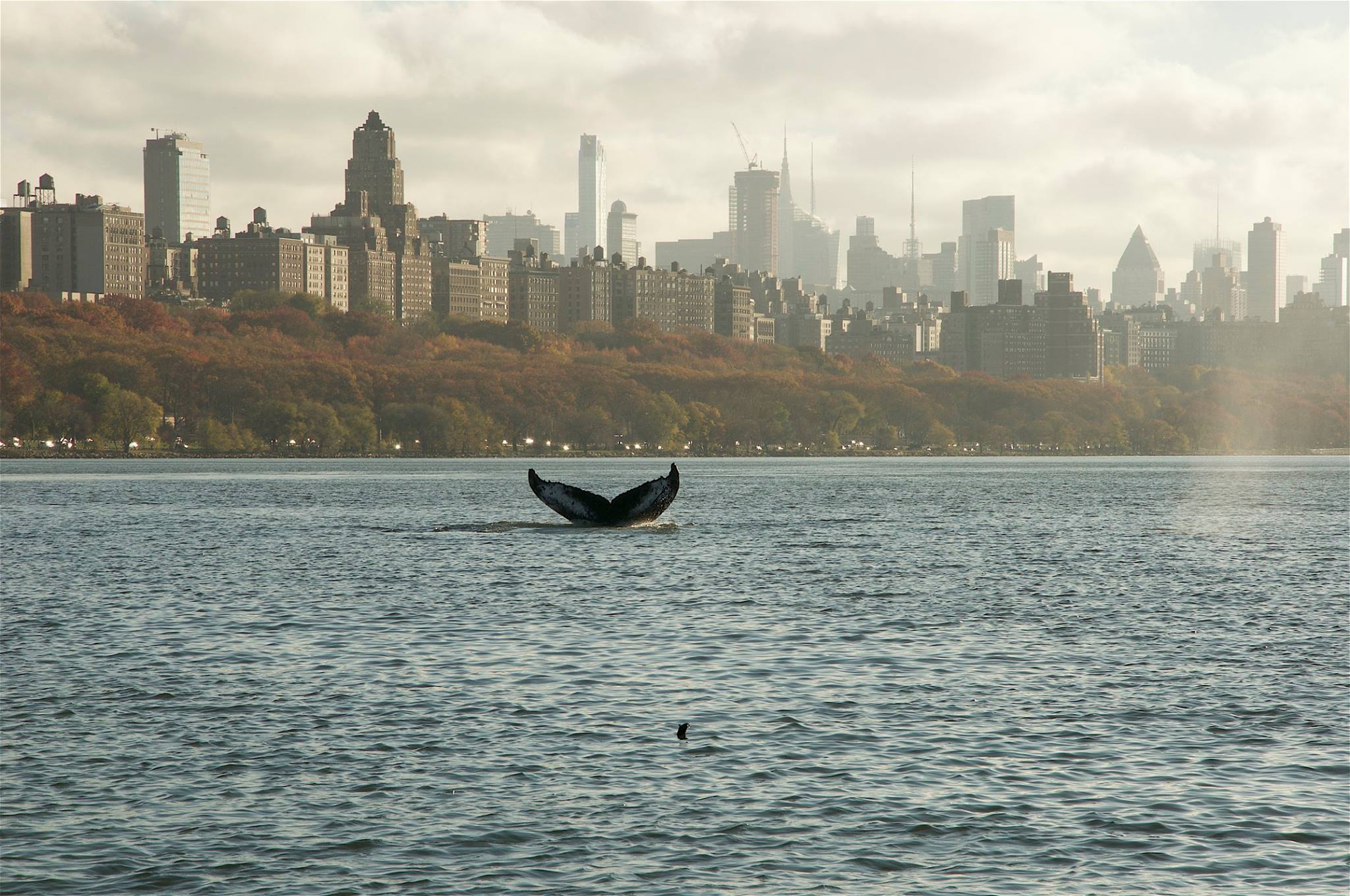 Baleine à bosse à New York (novembre 2016)